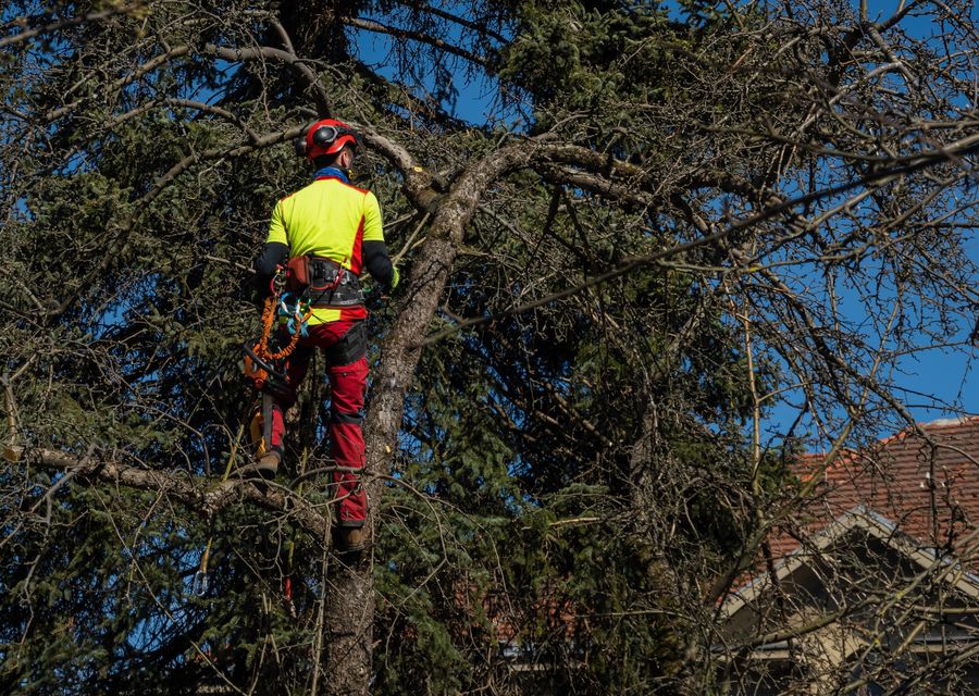 Tree trimming and pruning by Tree Frog Tree Services in Gurnee, IL