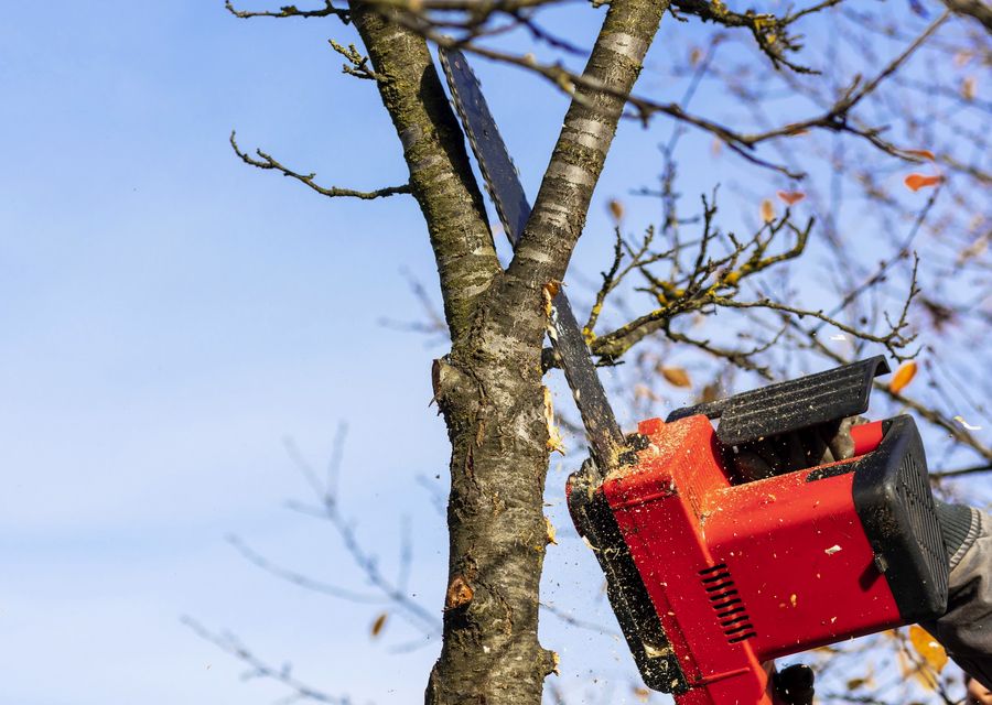 Tree trimming and pruning by Z Tree Experts in Springfield, PA