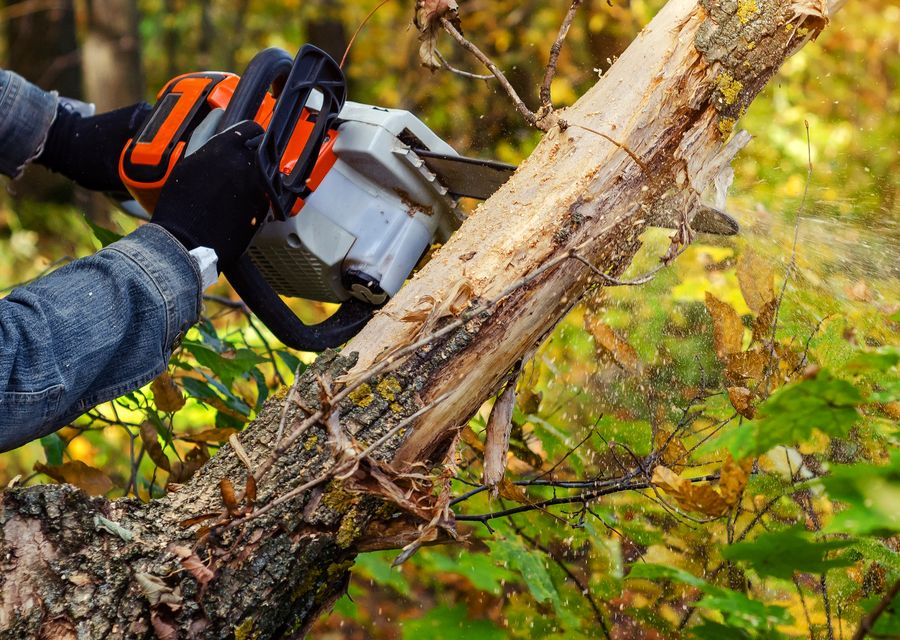 Tree trimming and pruning by K & D Tree Masters Inc in Glen Ellyn, IL