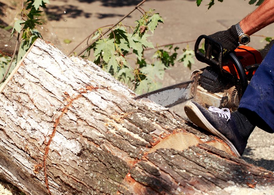 Tree trimming and pruning by Burke & Son Tree Service in Altamonte Springs, FL