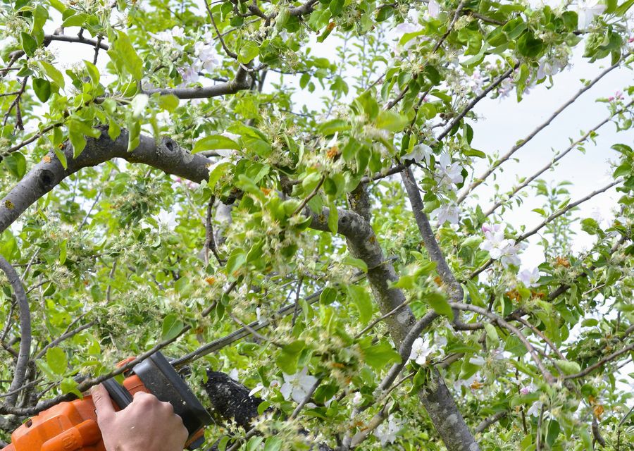 Tree trimming and pruning by Vega's Tree Service,Inc in Brownington, VT