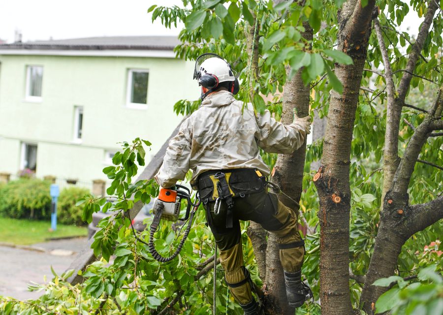 Tree trimming and pruning by Power Tree Service & Landscaping LLC in Lisbon, NH