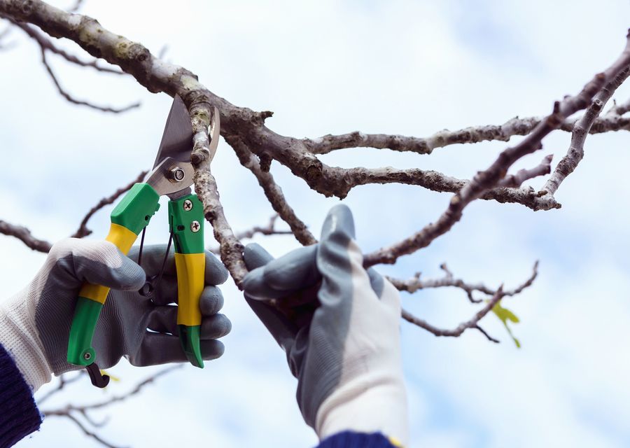 Tree trimming and pruning by Randy's Pro Landscaping & Tree Service in Ossipee, NH