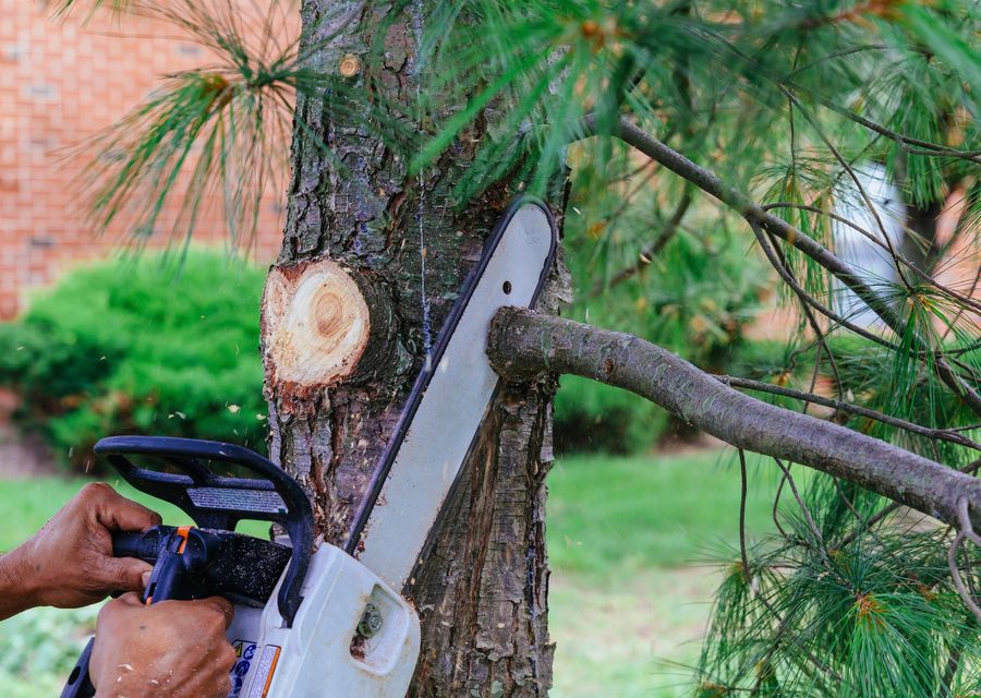 Tree trimming and pruning by Gem's Tree Service and Removal in Abington, PA