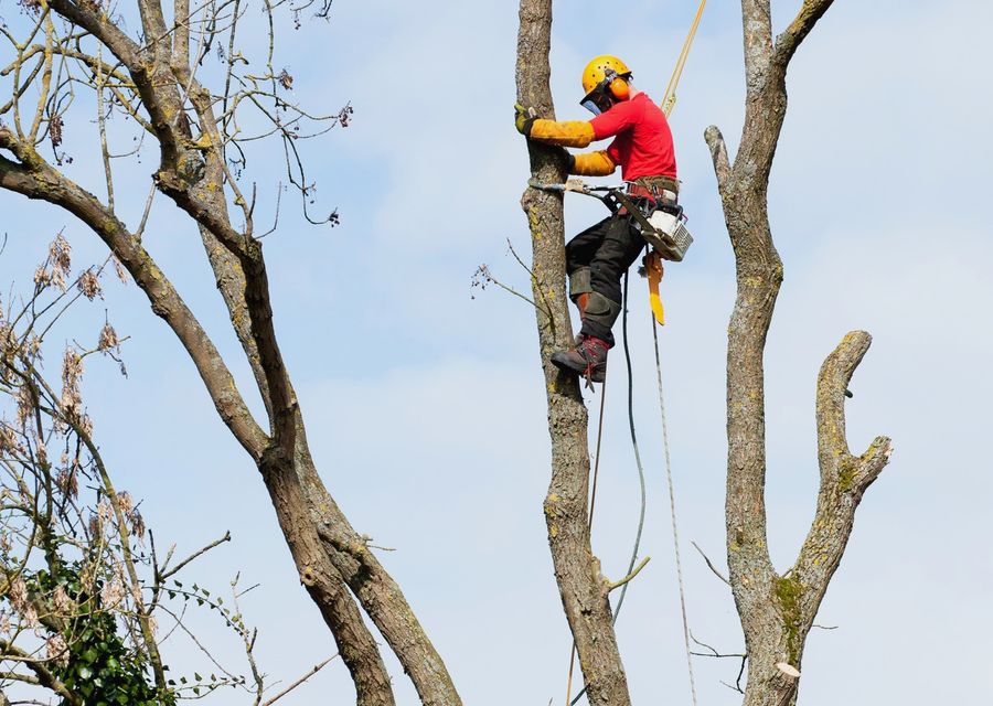 Tree trimming and pruning by Touch of Class Tree Service Inc. in Spicewood, TX