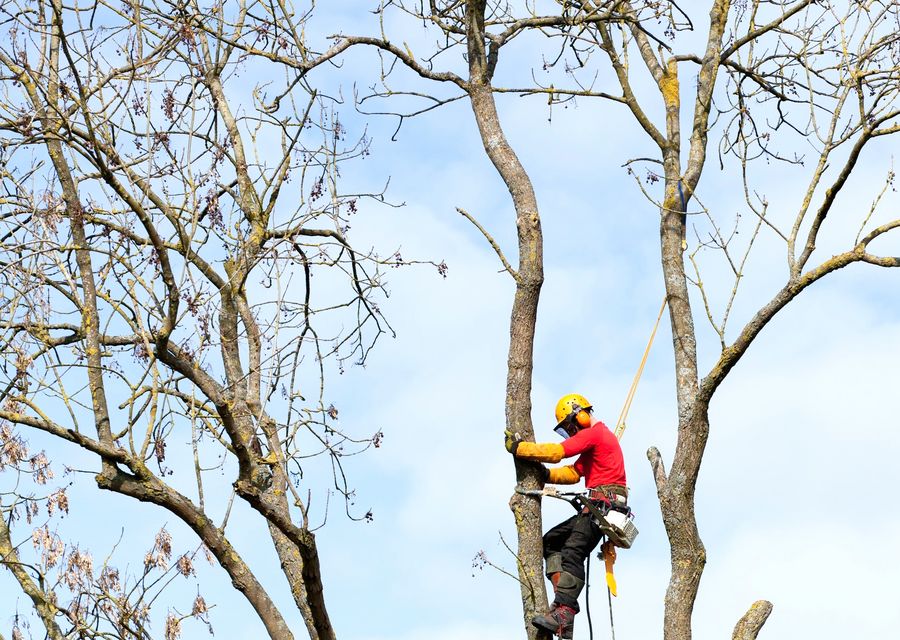 Tree trimming and pruning by The JT Tree Service in Godley, TX