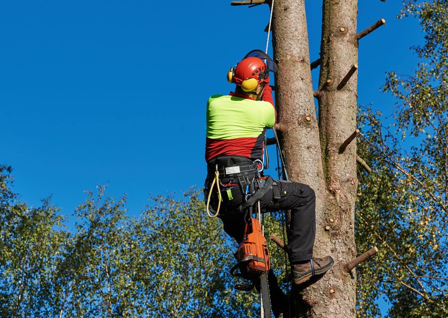 Tree trimming and pruning by Neal's Tree Service Inc in Elgin, IL