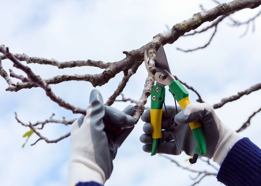 Tree trimming and pruning by Troy's Tree Service inc in Niles, IL