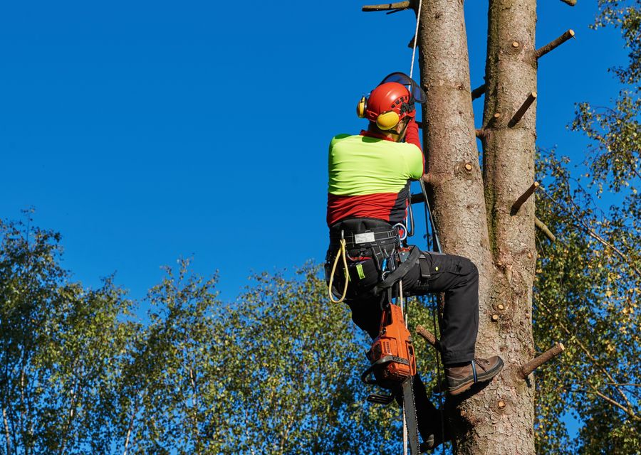 Tree trimming and pruning by Bayman Tree Care in Groveland, FL