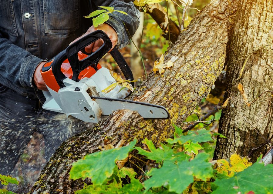 Tree trimming and pruning by Arbor Care Specialists in Cresson, PA