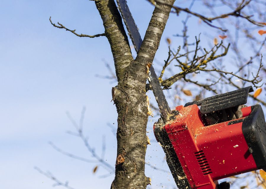Tree trimming and pruning by Absolute Tree Care in Lower Merion, PA