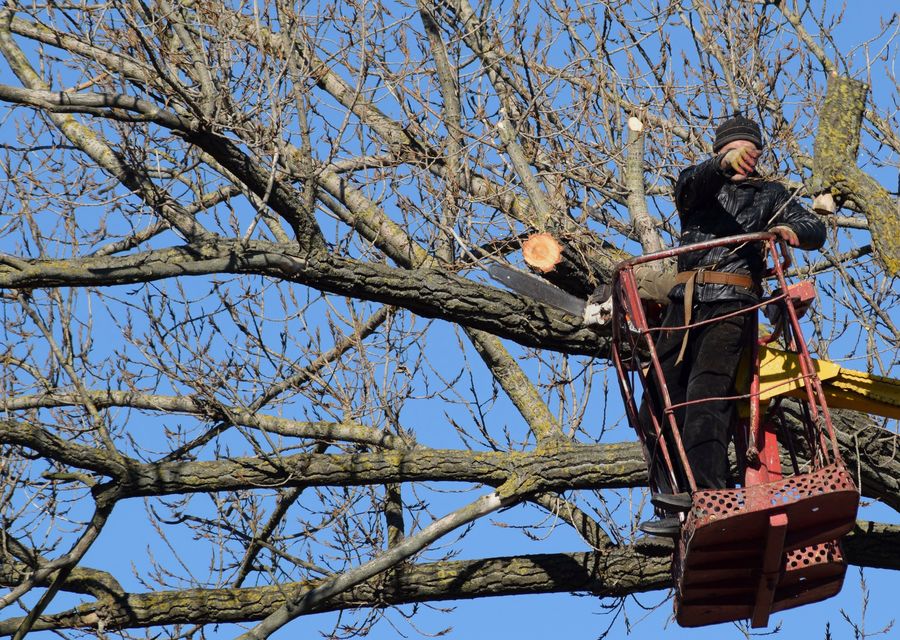 Tree trimming and pruning by Reliable Tree Care in Wagener, SC