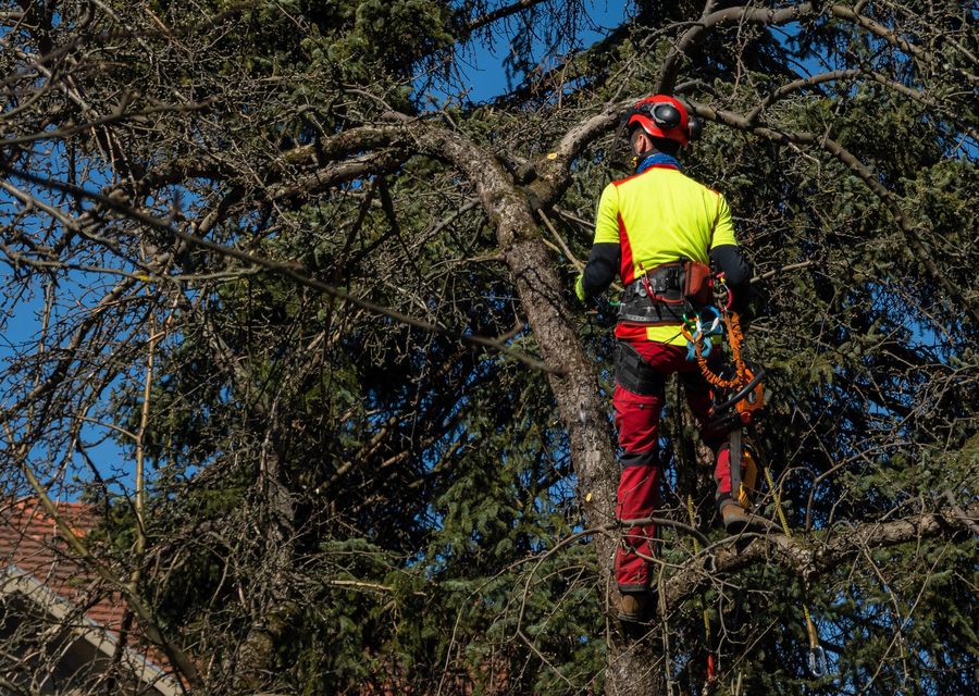 Tree trimming and pruning by John Egart's Tree Service in Springfield, PA
