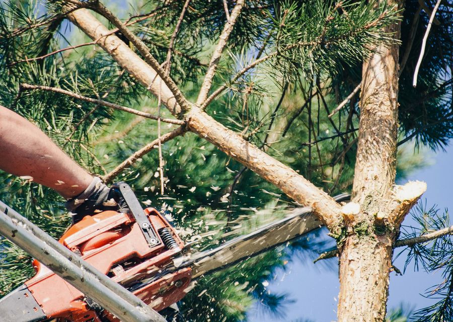 Tree trimming and pruning by Arbor Tech in Penn, PA