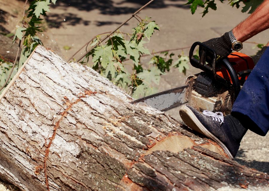 Tree trimming and pruning by Limb Walkers Tree Service in Skippack, PA