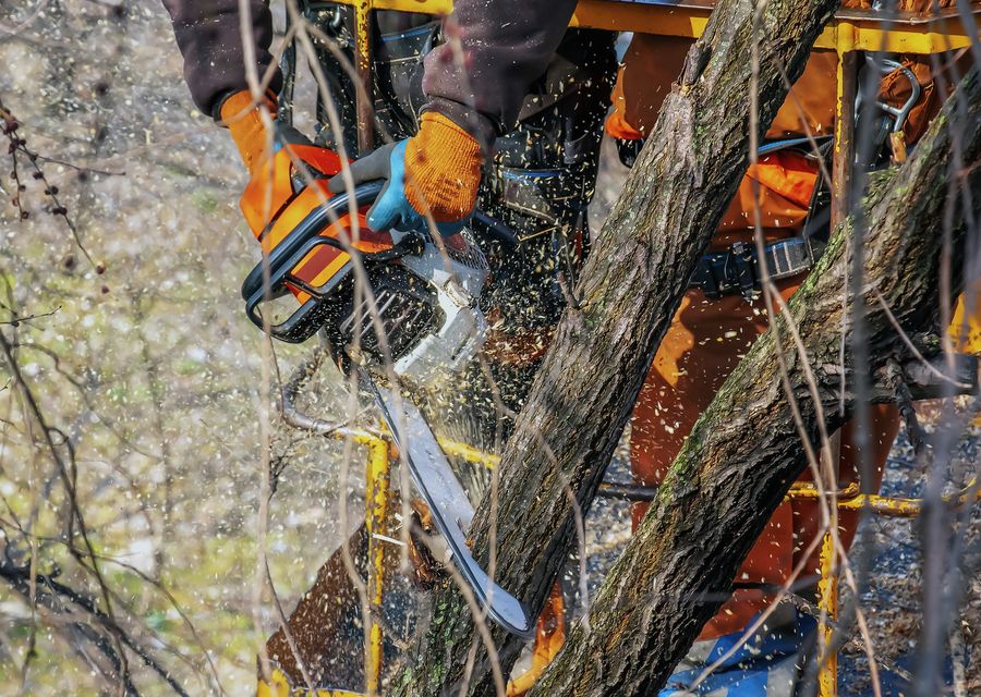 Tree trimming and pruning by ABOVE ALL TREE SERVICE in Placentia, CA