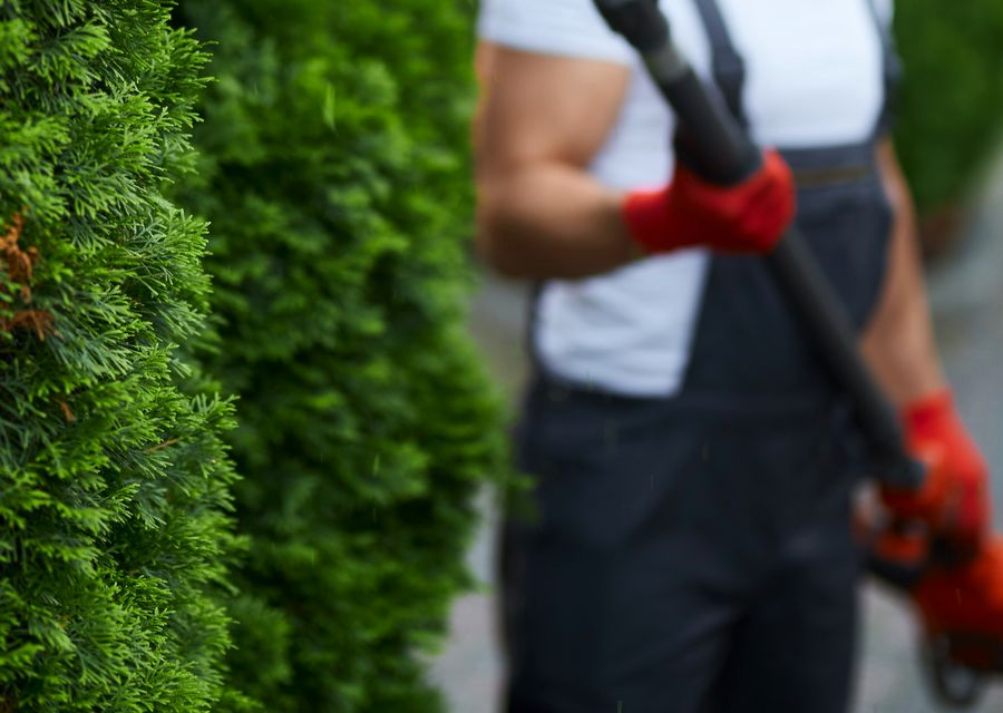 Tree trimming and pruning by Johnson Tree Co in Bloomingdale, IL