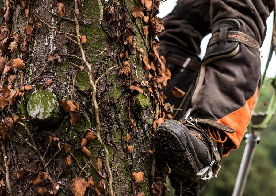 Tree trimming and pruning by Metropolitan Tree & Landscaping Corp in South Holland, IL