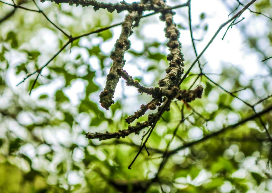 Tree trimming and pruning by PSD Tree Experts & Landscape in Rochester, NH