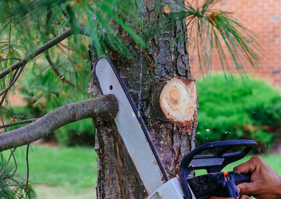 Tree trimming and pruning by Howard Tree Care in Mt Pleasant, PA
