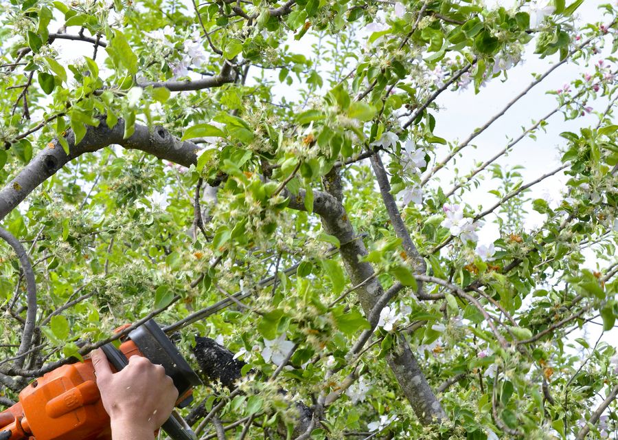 Tree trimming and pruning by Tree Service Inc. in Danville, VT