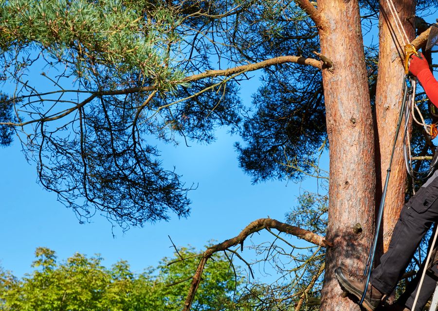 Tree trimming and pruning by Expert Tree Arborists in Alpharetta, GA