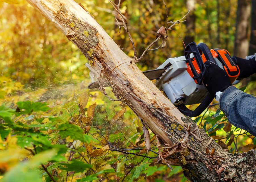 Tree trimming and pruning by LFG Landscape & Tree service in Hanover Park, IL