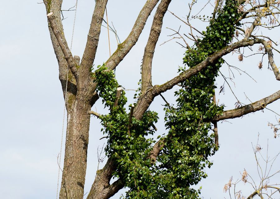 Tree trimming and pruning by Spartan Tree Service LLC in Manheim, PA