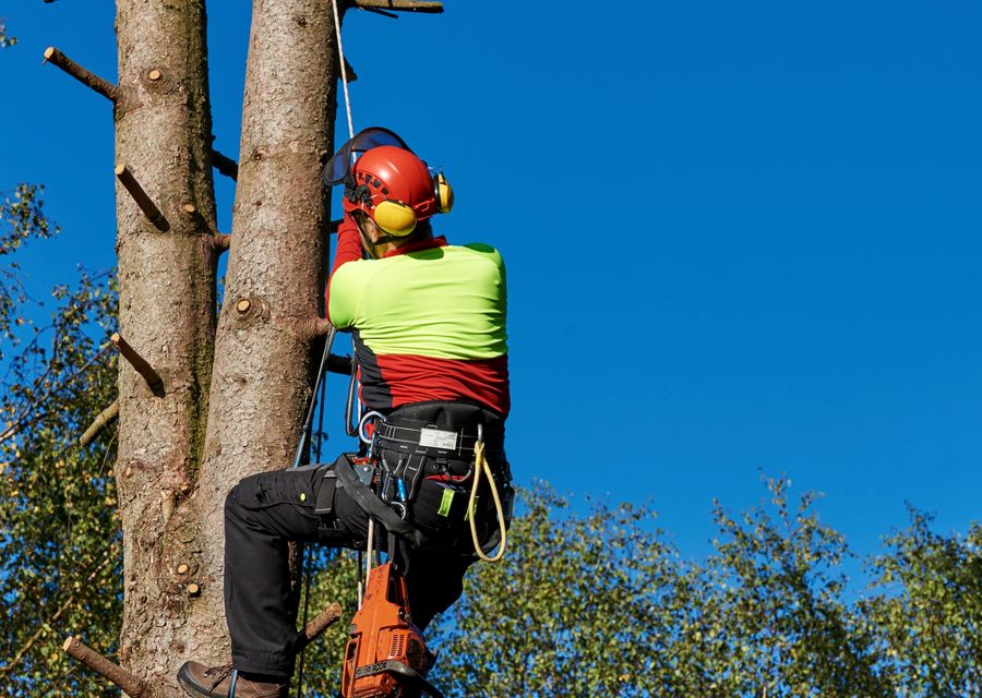 Tree trimming and pruning by Brian & Andy Landscaping & Tree Service in Fruitland Park, FL