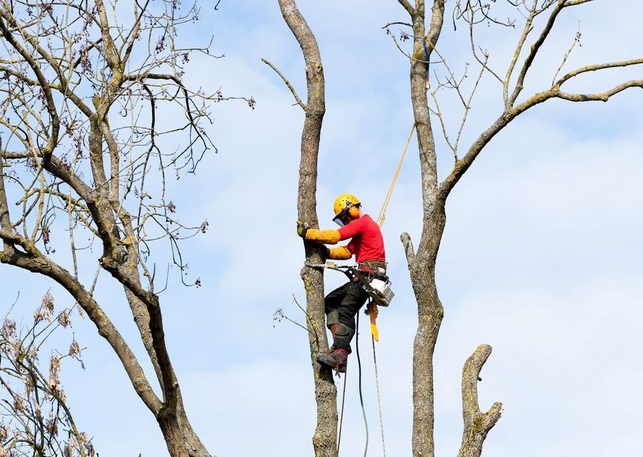 Tree trimming and pruning by Wolverine Tree Service in Homer City, PA
