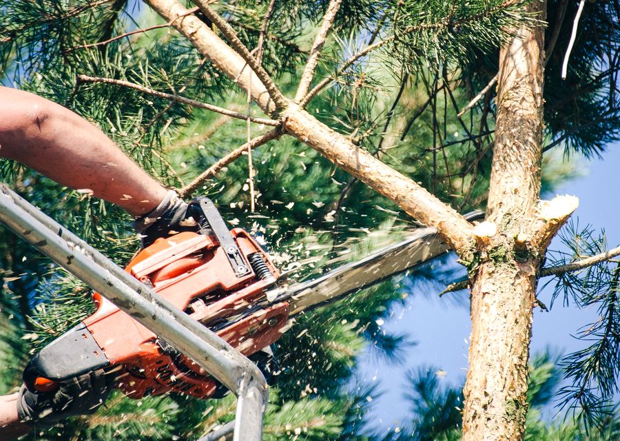 Tree trimming and pruning by North Fork Tree & Landscape Inc. in Wheaton, IL