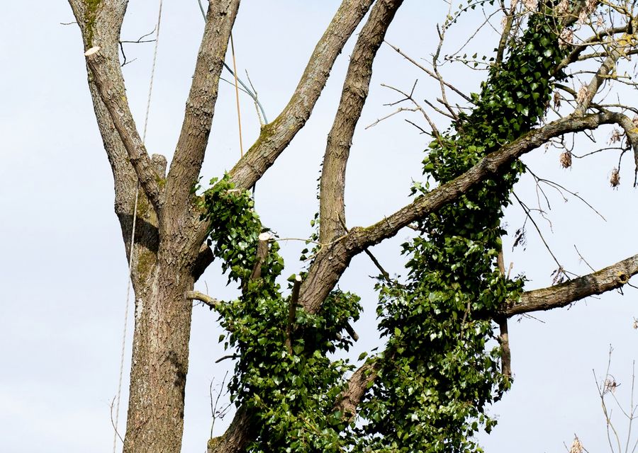Tree trimming and pruning by Tree Ease in Winthrop Harbor, IL