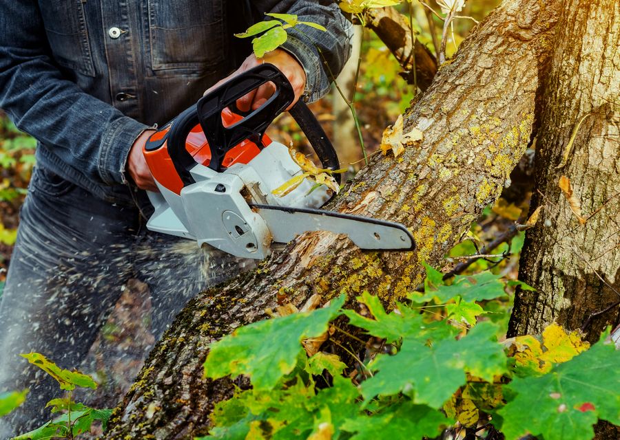 Tree trimming and pruning by C. S. Tree Service in Douglass, PA
