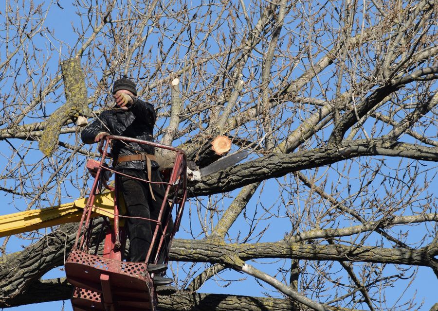 Tree trimming and pruning by G.C. and Son Tree Service in Decatur, GA