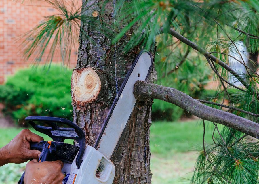 Tree trimming and pruning by Elias Landscaping Inc. in Williamsburg, PA