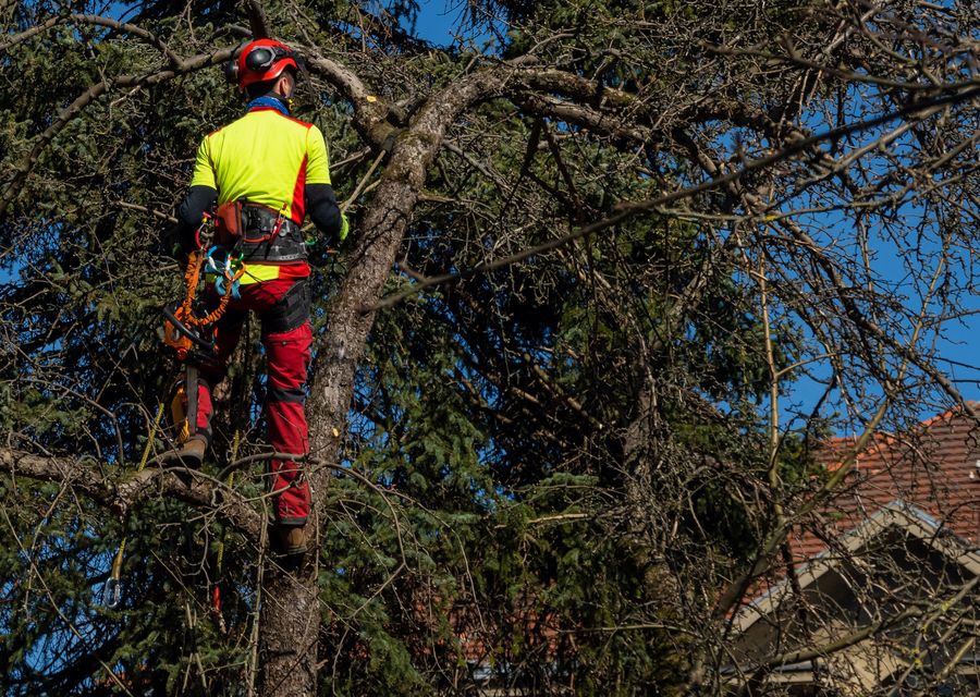 Tree trimming and pruning by Joshua Tree Experts in Black Mountain, NC