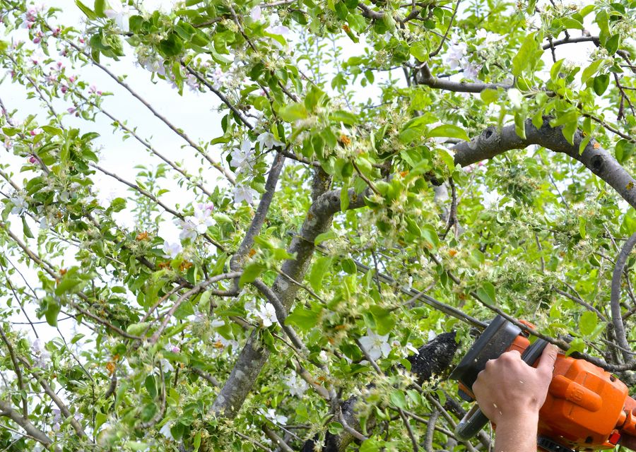 Tree trimming and pruning by Aguila Tree Service Inc in Anaheim, CA