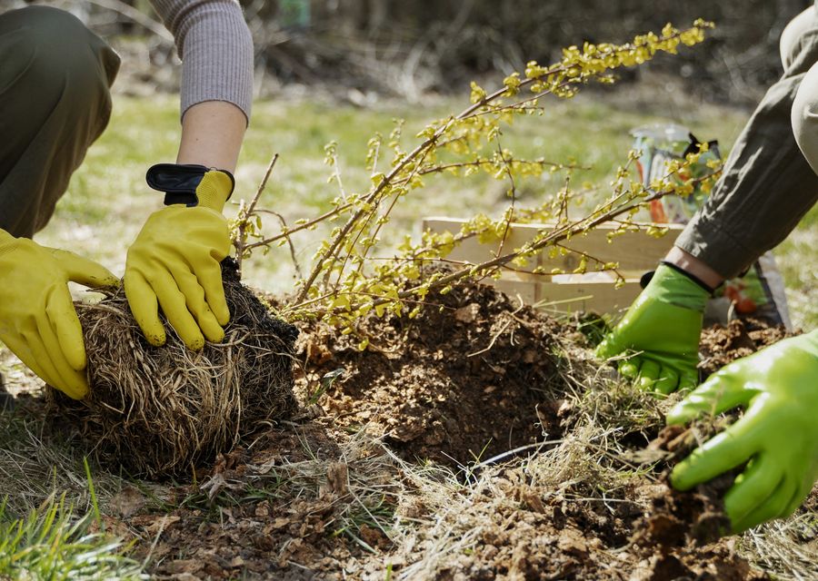 Tree trimming and pruning by Arbor Care Tree Service in Kenilworth, IL