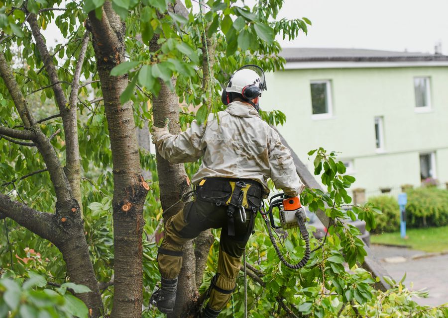 Tree trimming and pruning by MC Tree Service in Patton, PA