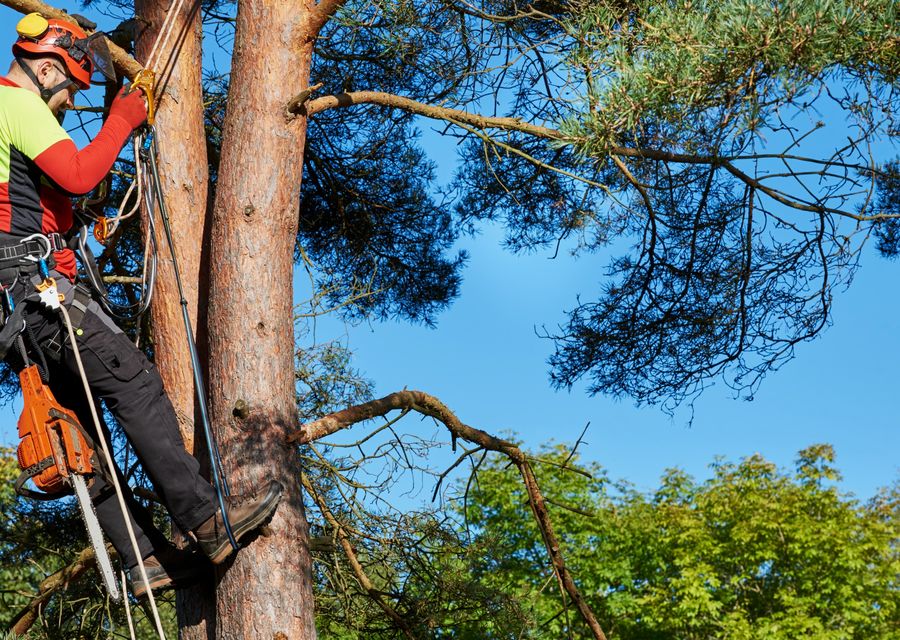 Tree trimming and pruning by Giron's Tree Service in Lincolnton, NC