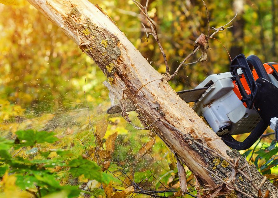 Tree trimming and pruning by Bartlett Tree Experts in Kissimmee, FL