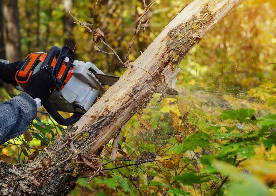 Tree trimming and pruning by Lumberjacks Tree Service in Bellevue, NE