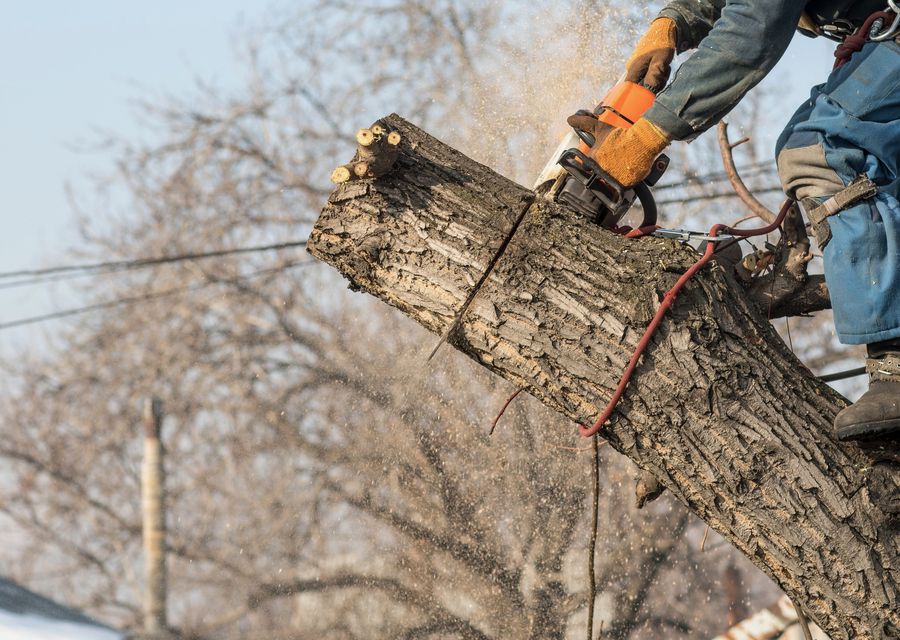 Tree trimming and pruning by C.R Tree Service in Lake Mary, FL