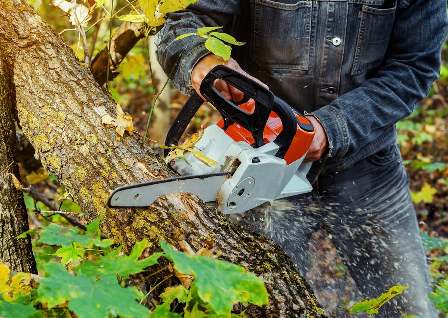 Tree trimming and pruning by Palencia Landscaping and Tree Service Inc. in Fox Lake, IL
