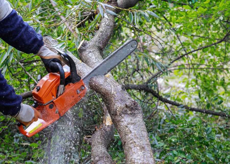 Tree trimming and pruning by Acme Tree Service in Somerset, PA