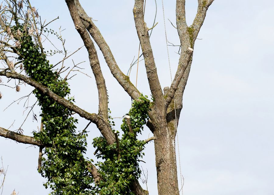 Tree trimming and pruning by Flynn's Tree Svc in Kittery, ME