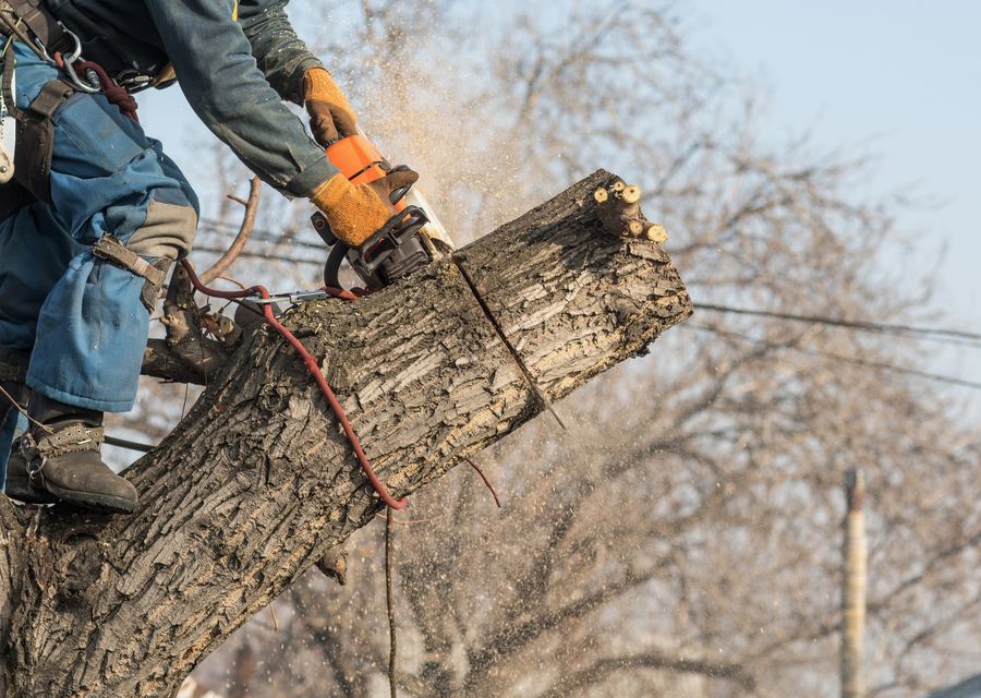 Tree trimming and pruning by Bayamito Tree Trimming Corp in Springfield, PA