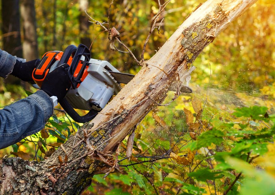 Tree trimming and pruning by Emergency Tree Service in Bethel, PA