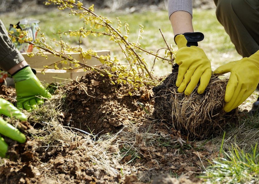 Tree trimming and pruning by Armando's Tree Service in Morrison, CO