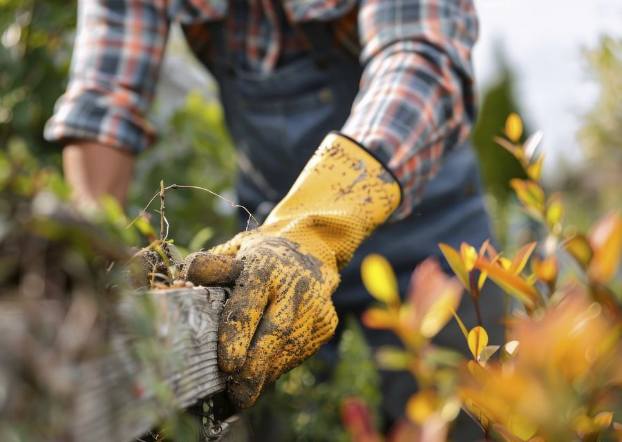 Tree trimming and pruning by KD Tree Service in Grayslake, IL